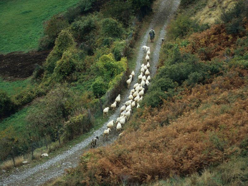 gregge di Valbona