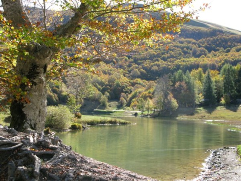 Faggia secolare sulla riva del Lago Calamone