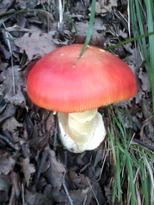 Ovuli funzu russo amanita cesarea