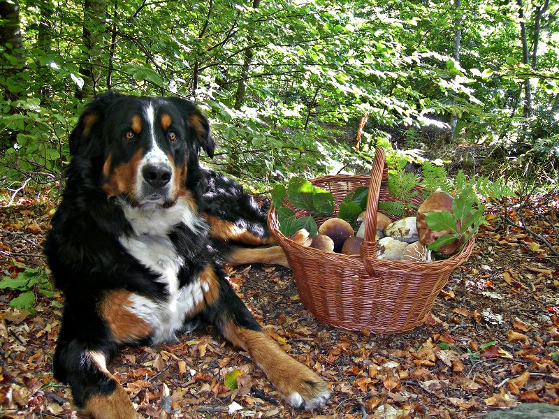 Un cane da porcini