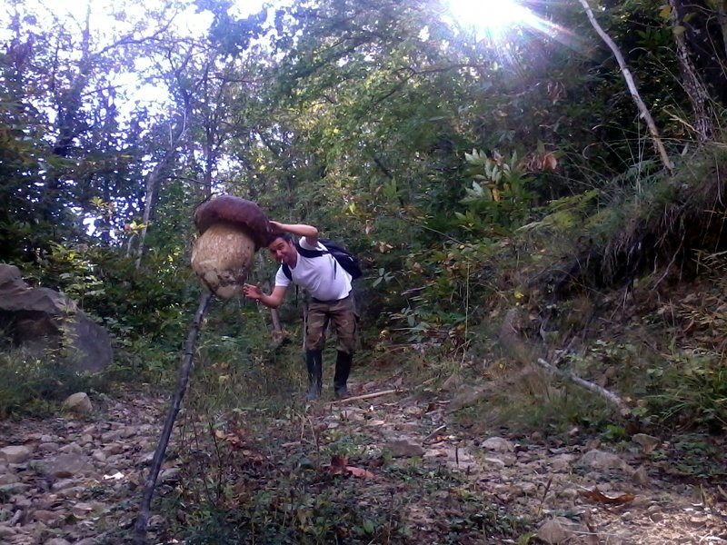 Boletus gigante