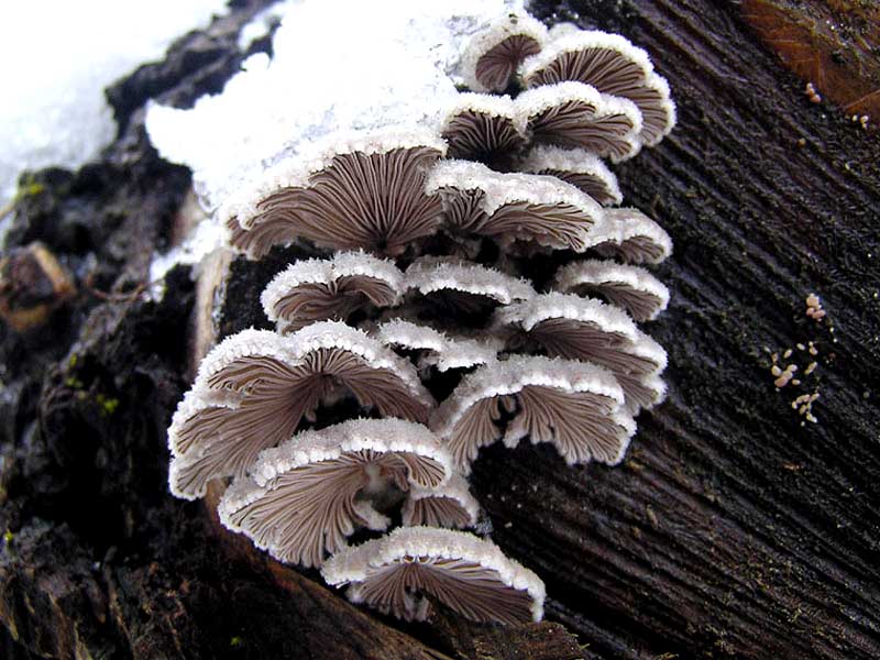 Schizophyllum comune