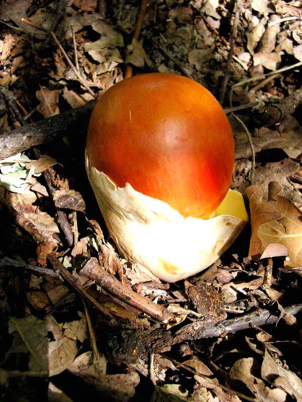 Amanita caesarea