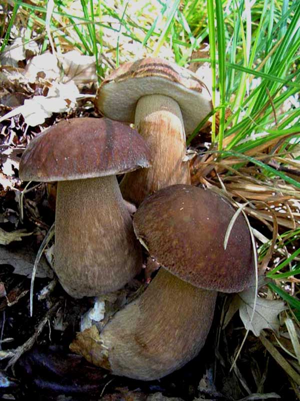 Boletus aestivalis