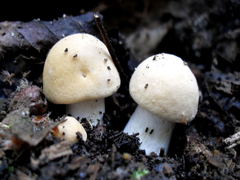 Calocybe gambosa