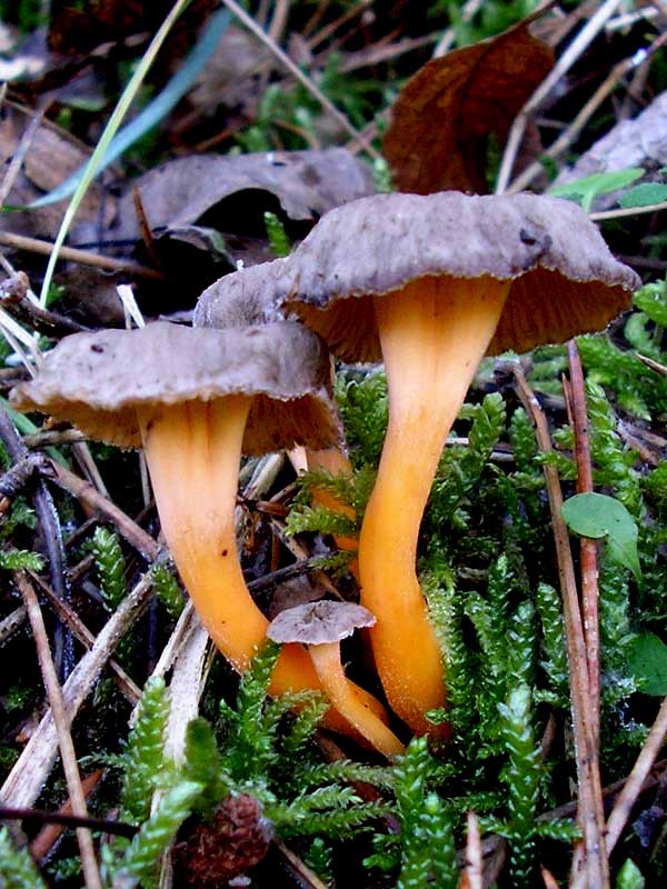 Cantharellus lutenscens