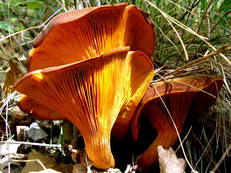 Omphalotus olearius