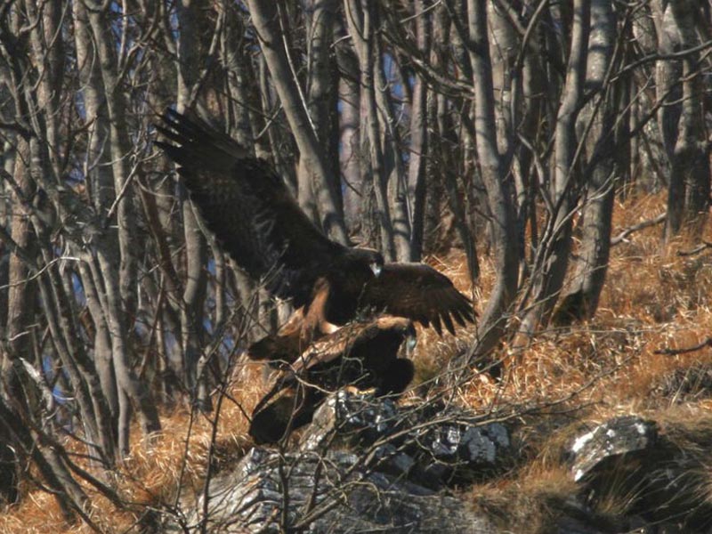 Accoppiamento di aquila reale