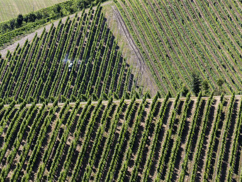 13.Vigneti Langhirano (Concari-Cattabiani)