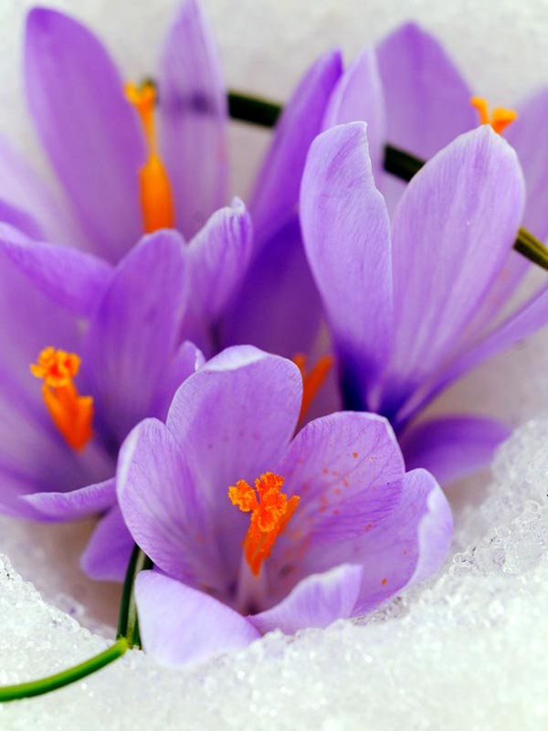 Crocus