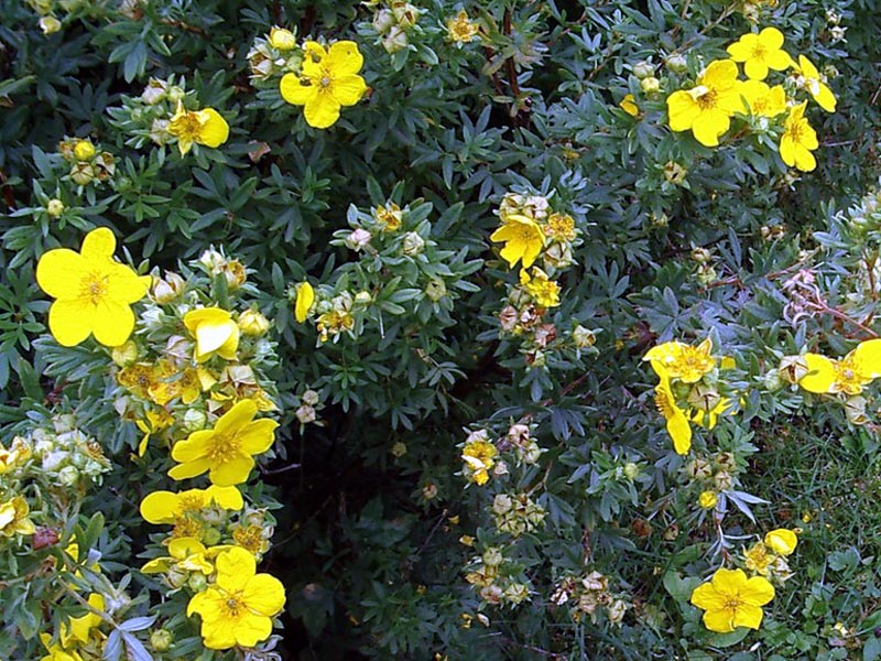 Potentilla anserinal